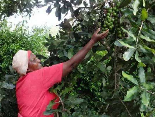 摘下1斤卖8块，炒熟能卖50多，每年大量进口，果农不愿种，为啥？