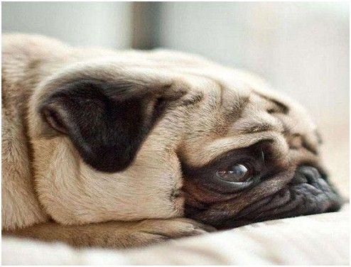 铲屎官注意了狗狗有这5种情况,铲屎官生病了猫咪的表现