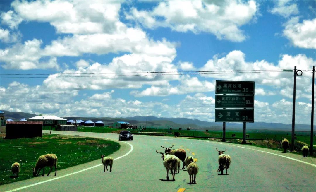 川西若尔盖草原，7月迎来颜值巅峰，温度不到20℃！避暑走起