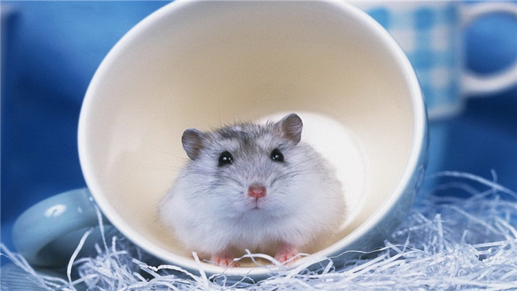 仓鼠伪冬眠24个小时了还能复活吗,仓鼠为什么会伪冬眠