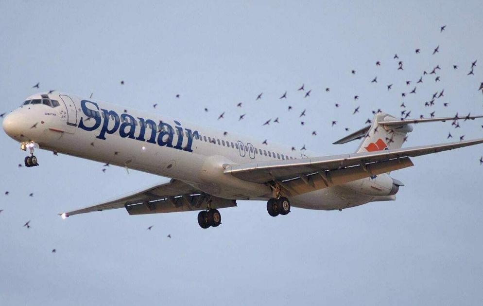 世界上最大的鸟撞飞机,一只鸟撞上飞机导致坠毁