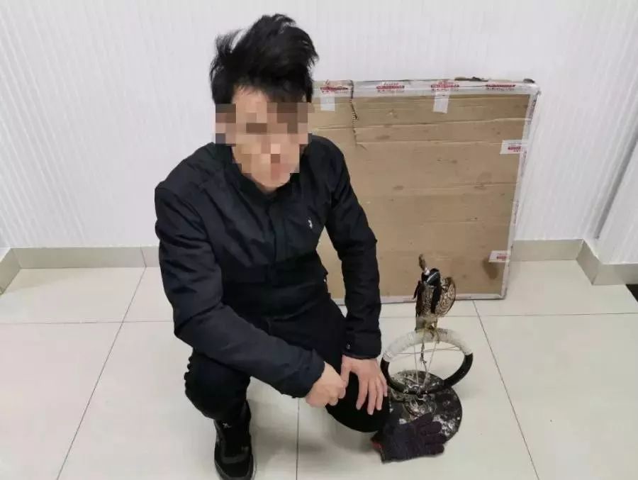 男子贩卖国家二级保护动物被刑拘,男子捕捉野生猫被拘留