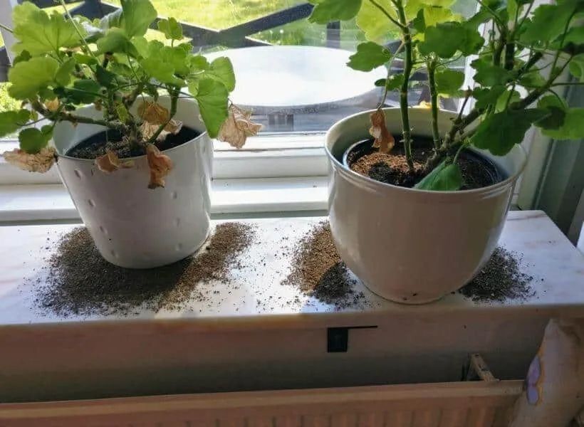 养植物有蚊子怎么办,家里养的花如何防虫防蚂蚁