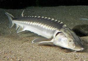 里海最大城市,欧洲最大的湖里海