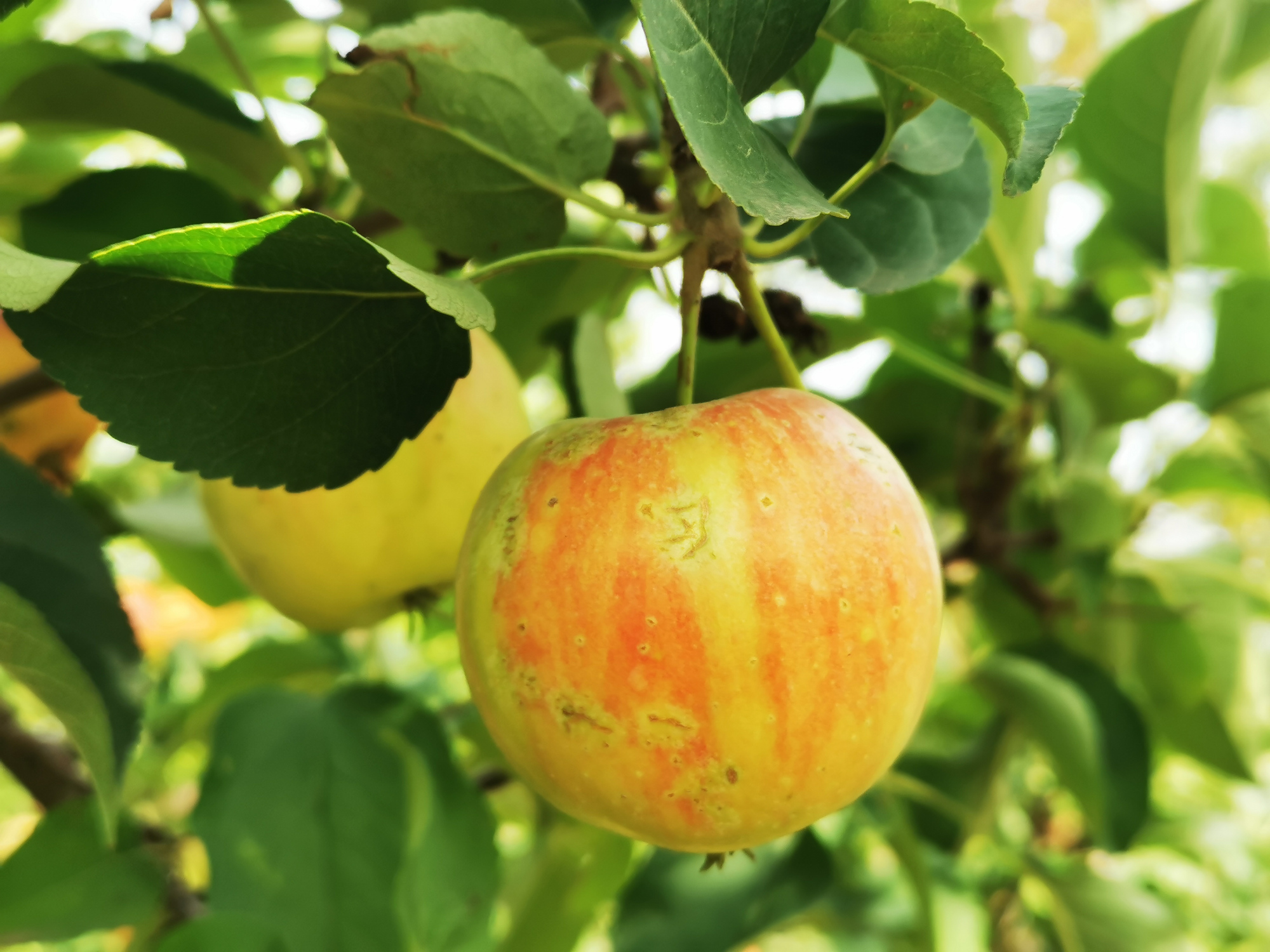 北京最大户外温泉,北京面积最大的温泉