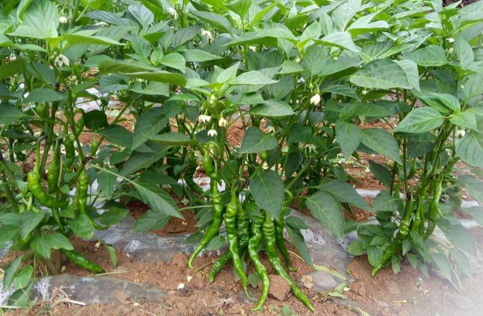 戊唑嘧菌酯农药,农药戊唑嘧菌酯治什么病害