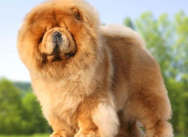 狗界体味严重的几种狗你知道几个,小型犬不掉毛无体味的狗排名