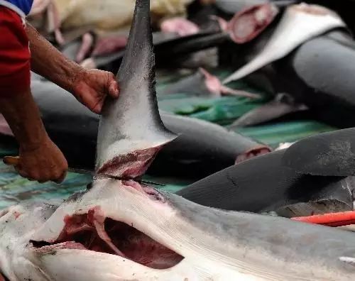 如果见过鲨鱼的家，你还会不会吃鱼翅？