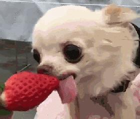 第1次想养纯种狗应该怎么挑,纯种狗和不纯种哪个好养