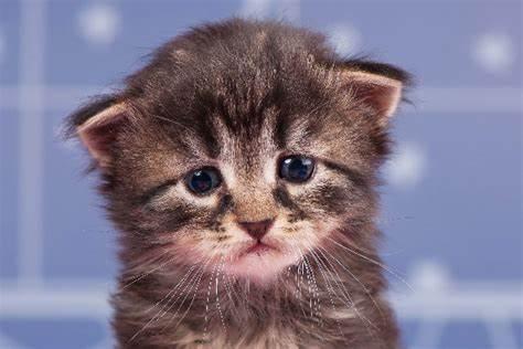 如果不小心踩到猫咪的脚了怎么办,不小心踩到猫咪怎么原谅