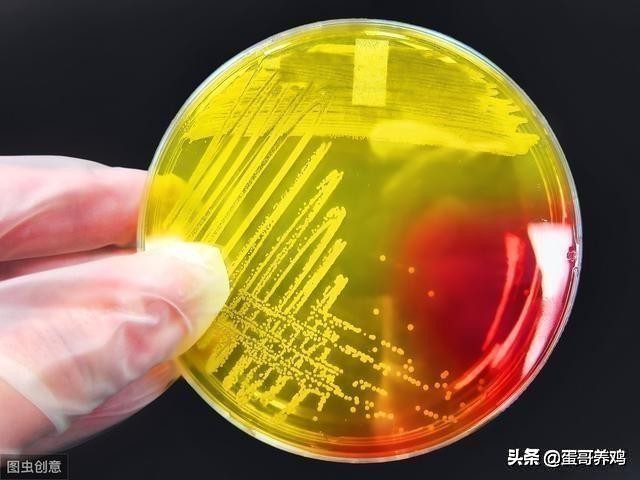 养鸡专用病毒及防治,养鸡如何防鸡瘟