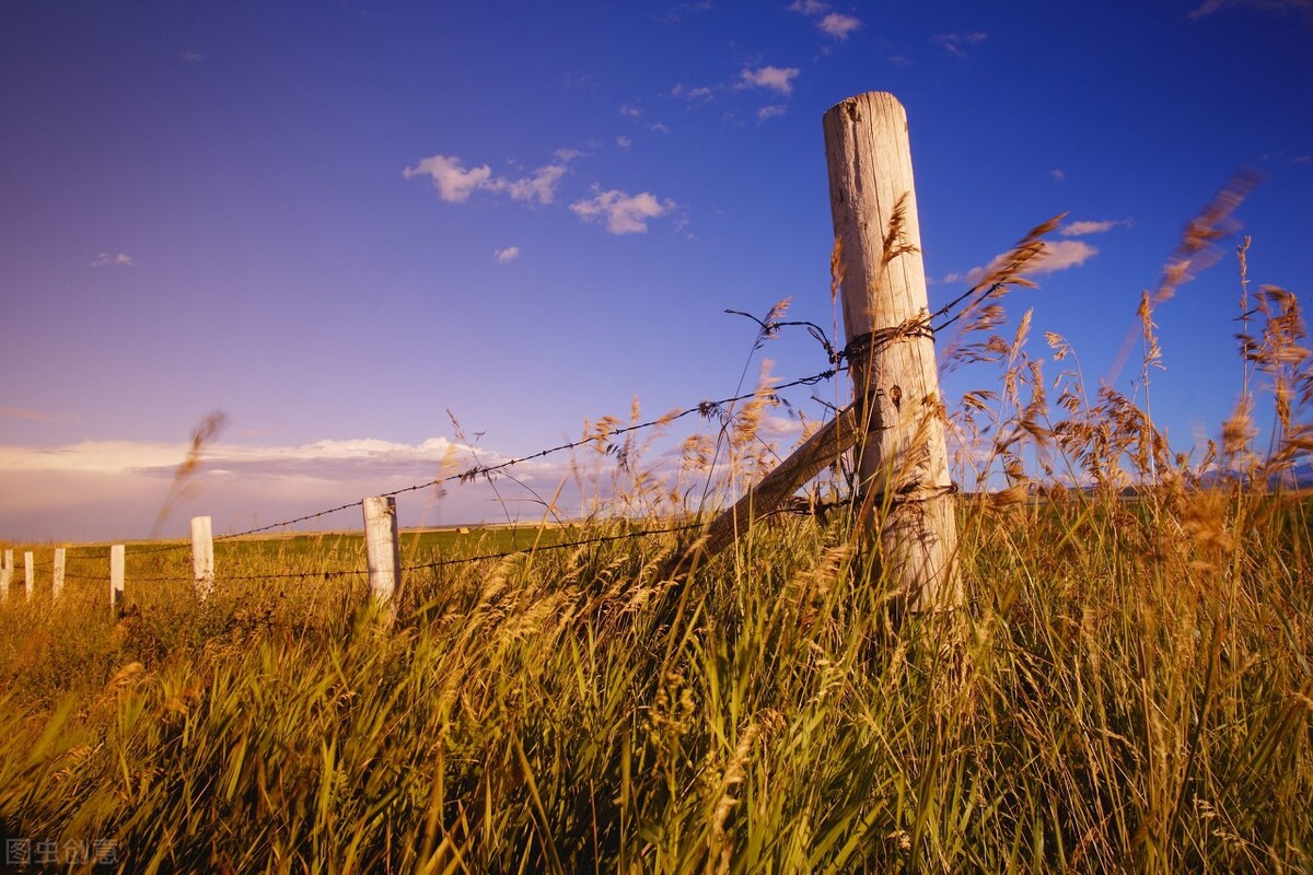 农村最赚钱的五个养殖项目有哪些,目前最有前景的农村养殖项目是啥