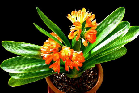 君子兰浇什么水可以开花,君子兰怎样水养才能开花