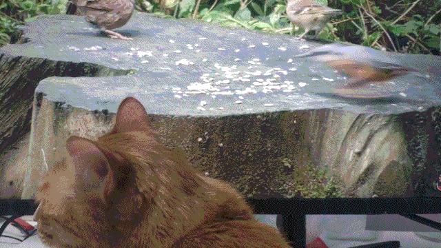 怎么才能知道猫咪的智商,你家猫爱看电视吗