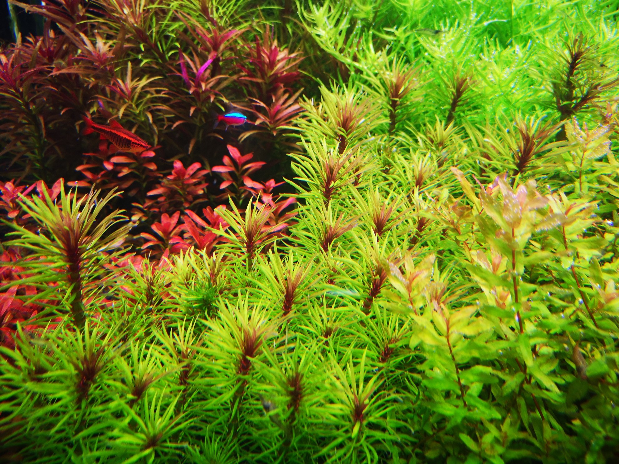 怎样养水草入门,怎样养水草才能养得好