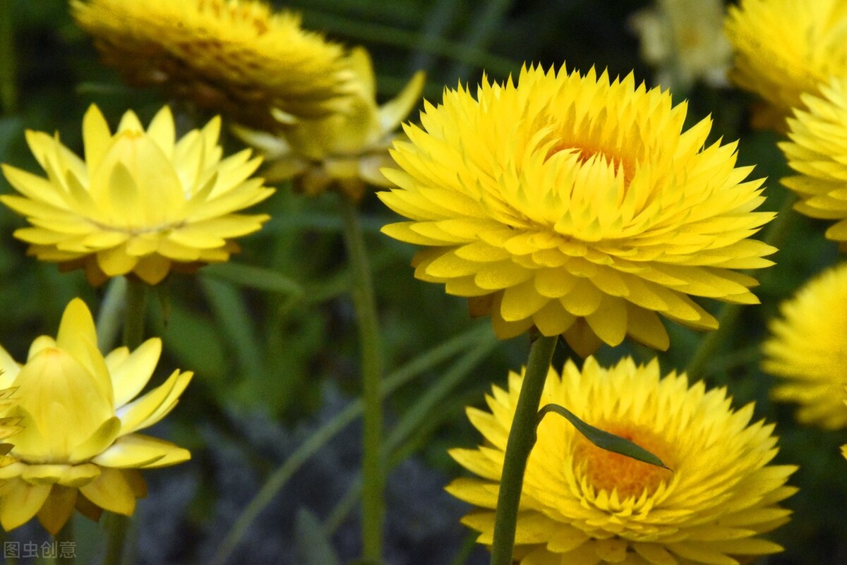 重阳节赏菊正当时，推荐国内这9个地方的赏菊好去处，沉浸式赏花