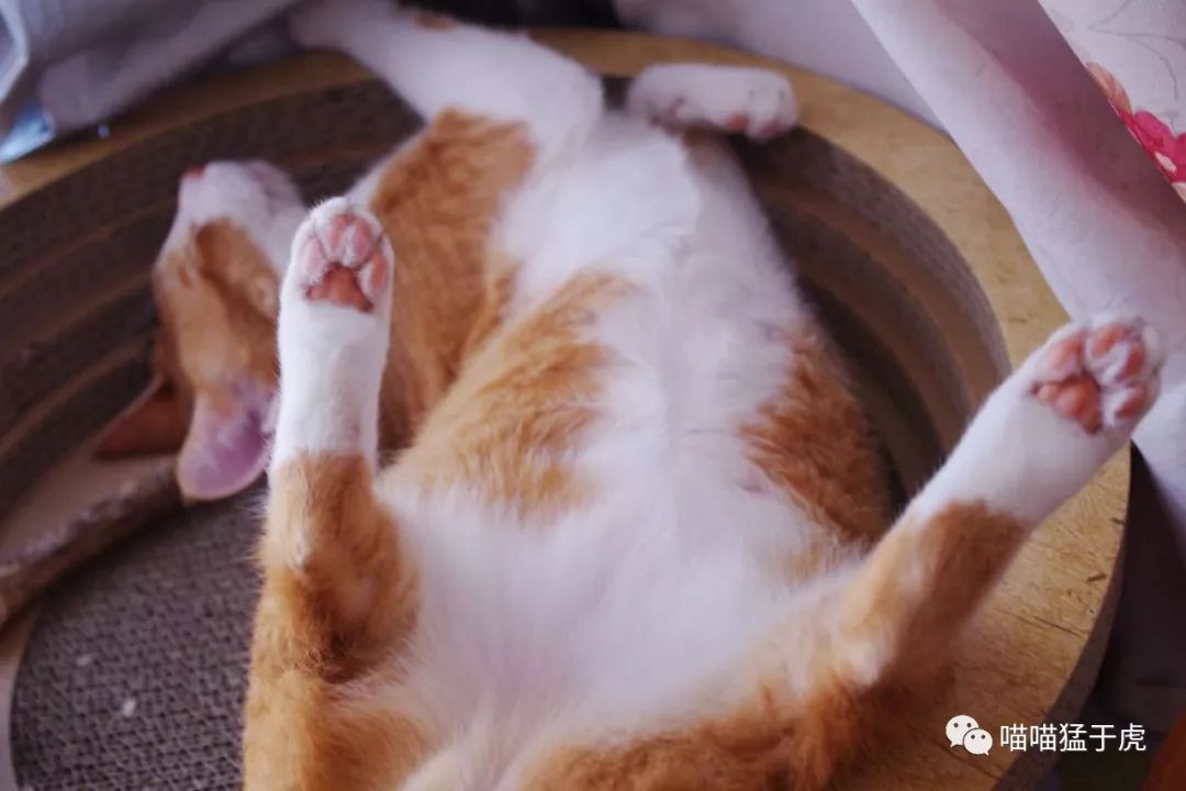 治疗猫咪抑郁症的四个方法图,猫抑郁的最佳治疗方法