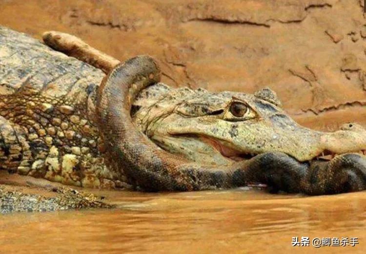 亚马逊河有多可怕完整版,亚马逊河到底有什么可怕的鱼