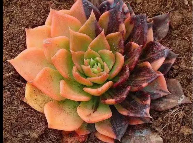 多肉养出状态来有多美？这102种多肉控养上色之后美呆了