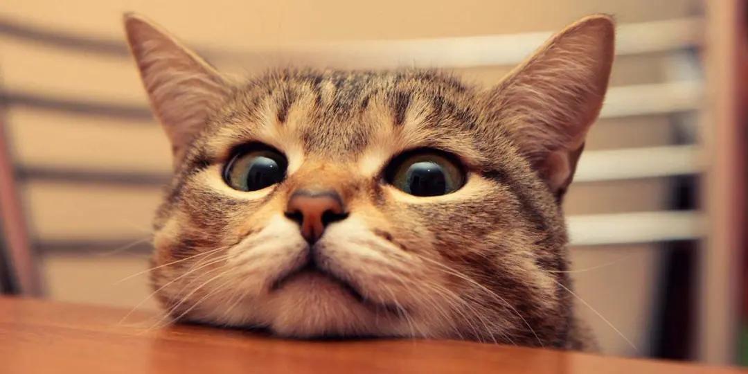 猫咪面相,猫咪面相测试