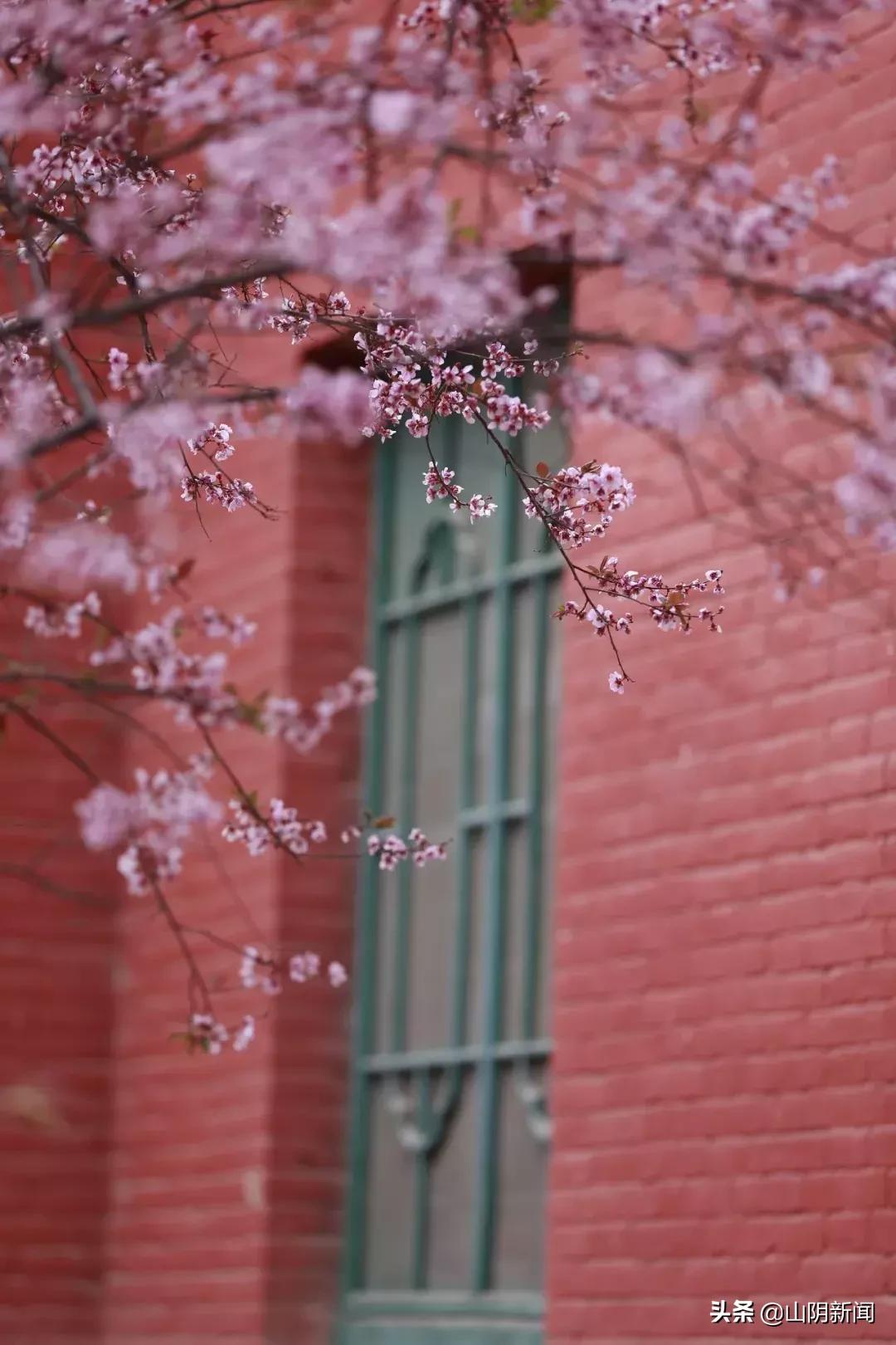 春天里最美的遇见歌曲,春天最美的文案就是油菜花