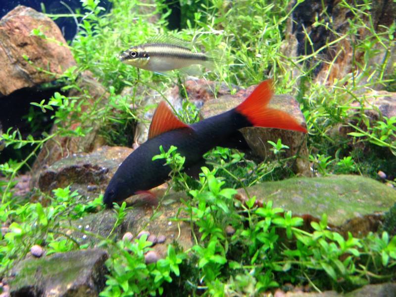 观赏鱼黑鲨怎样繁殖,黑鲨观赏鱼能长多大