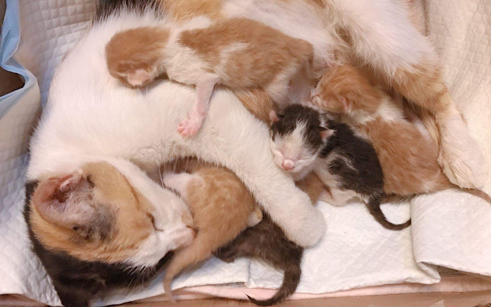 主人怀孕狗狗注意事项,孕犬产前注意事项