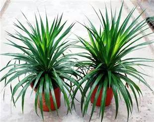 50种常见花卉浇水技巧,50种花卉种植技巧