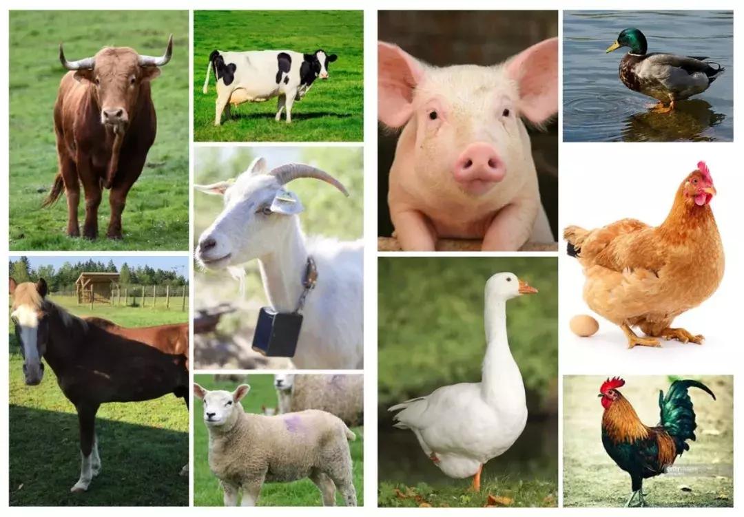 3-6岁有关动物的英语绘本,动物绘本英文