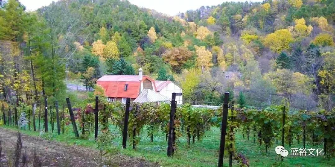 北海道葡萄酒兑什么好喝,北海道葡萄酒