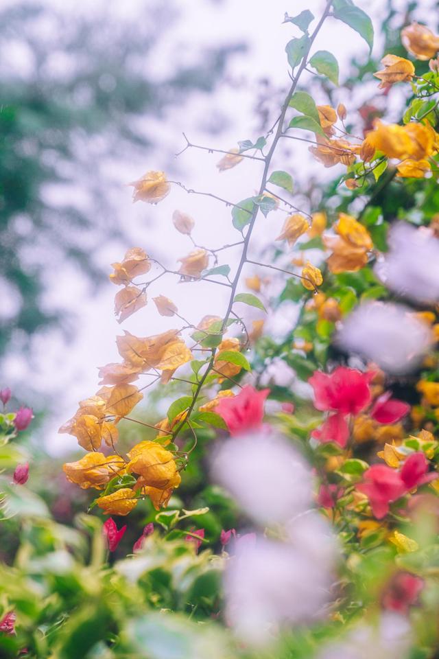 西双版纳曼听公园御花园,曼听公园西双版纳网红景点