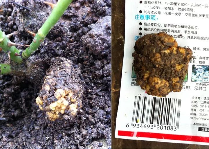 发现植物有烂根如何处理,发现植物有病害什么时候去治