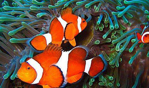 世界上最漂亮的鱼第一名,世界上最漂亮的十大鱼排名