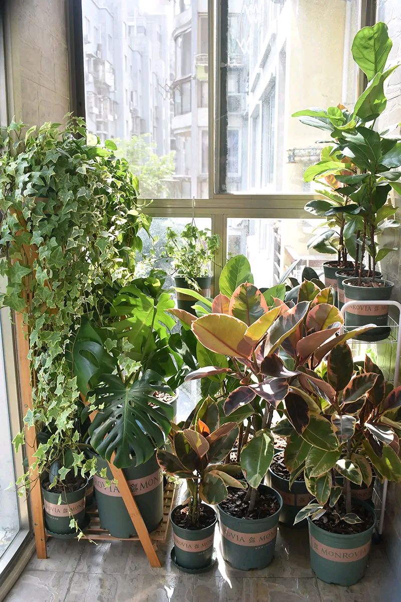 浇水过多死的植物,最容易浇死的6种花