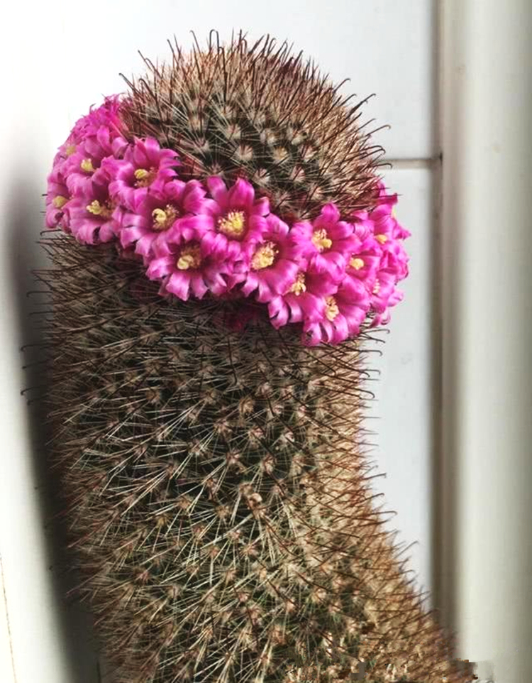 仙人球金刚丸怎么养,猩猩丸仙人球越来越小