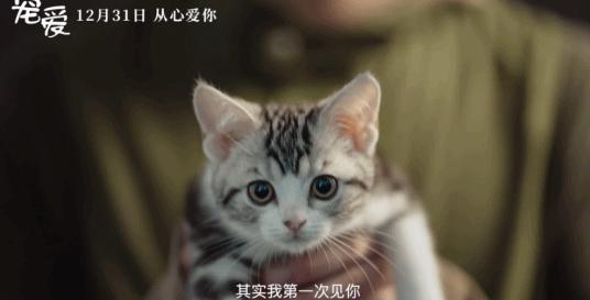 80万人想看，不只因为它凑齐半个娱乐圈