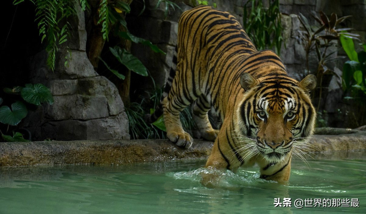 老虎害怕狮子吗,老虎害怕熊么