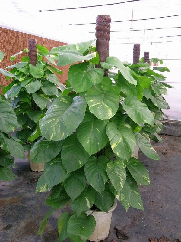 绿萝咋养长得旺而不出条,绿萝怎么养才能更旺盛不会长芽