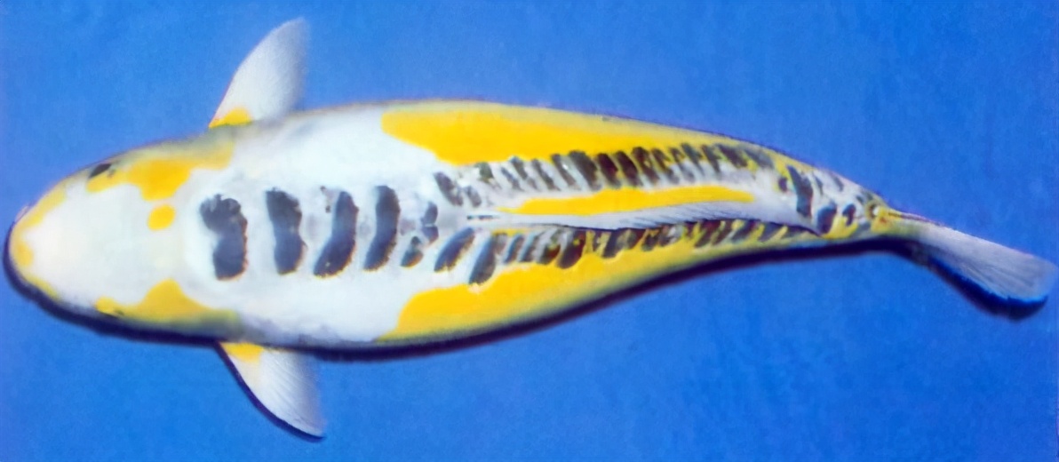 锦鲤的十三个大类名字叫什么,锦鲤十三鳞