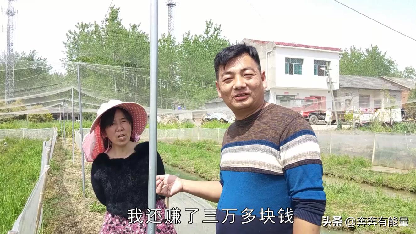 池子水浑浊,15天了蝌蚪还长不大,谁在捣乱?青蛙到了养殖关键期