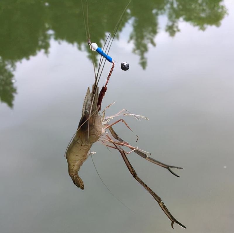 野钓罗非鱼调漂的正确方法与技巧,新手野钓调漂的正确方法与技巧