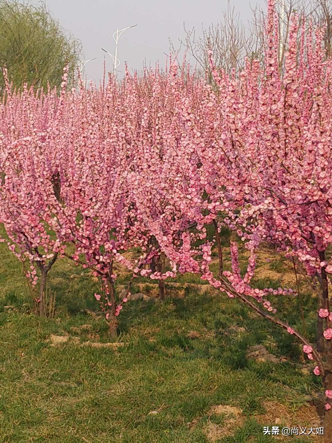 大美尚义——小时候吹的杨树哨子,你还记得吗?