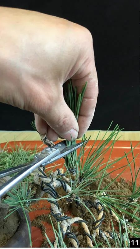 黑松苗临水式造型 (临水黑松苗)