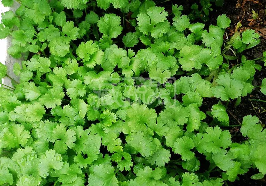 可以调味增香的蔬菜,让你越吃越香的蔬菜