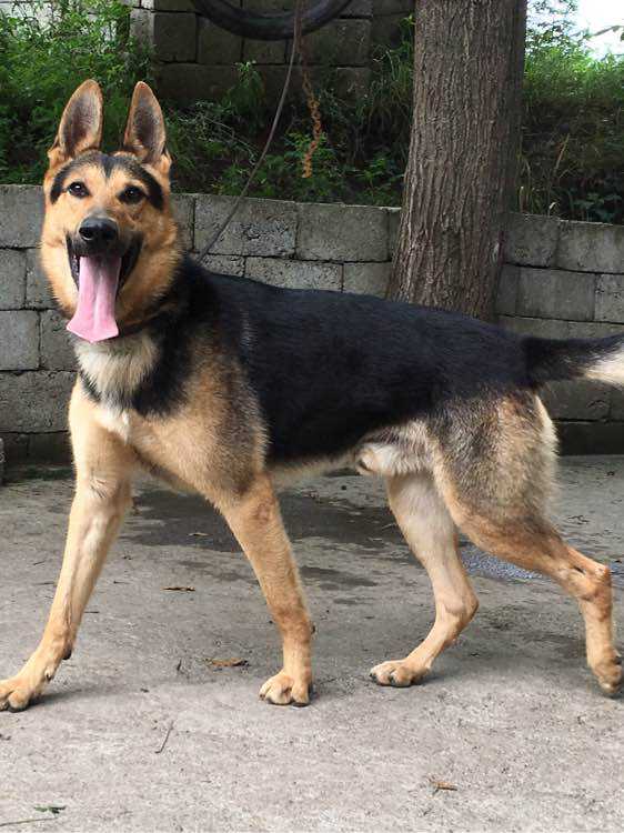 狼犬的故事,狼犬一般有多高