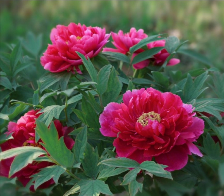 牡丹作为中国国花的特点,牡丹到底是不是中国的国花