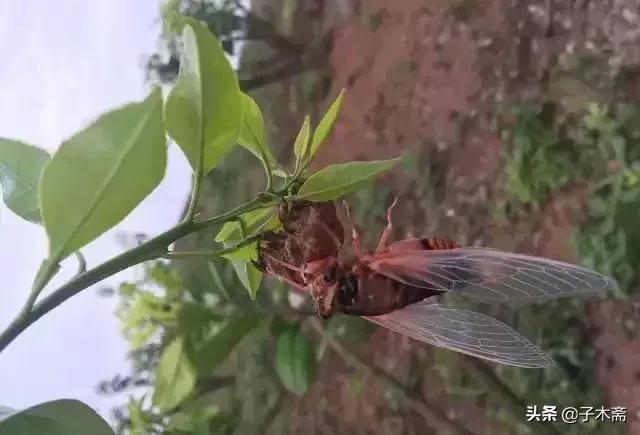 柑橘大实蝇和柑橘小实蝇常规虫害,柑橘虫害高清图谱及防治方法