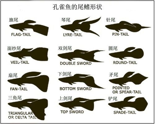 冠尾孔雀鱼怎么来的,冠尾孔雀鱼是天生的吗