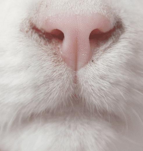 猫砂的100个常识,猫砂成分能被什么反应掉