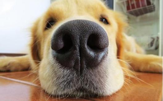 冬天到了狗狗鼻子容易干,注意了!这是狗狗生病的前兆